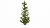 NOCH 20191 Spruce Tree