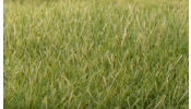 WOODLAND Scenics FS622 7mm Static Grass Medium Green